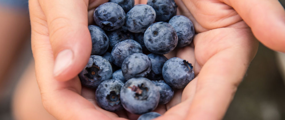 Desayuno y recolección de Frutos Rojos